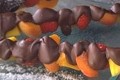 brochettes de fruits aux 3 chocolats