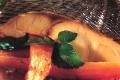 dorade et carottes confites