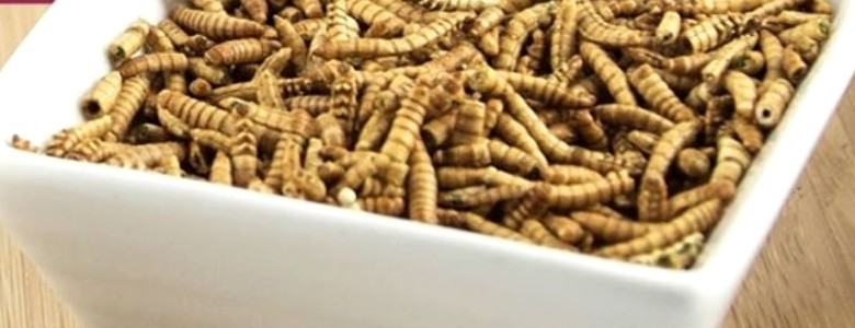 insectes, les nouveaux biscuits apéritif
